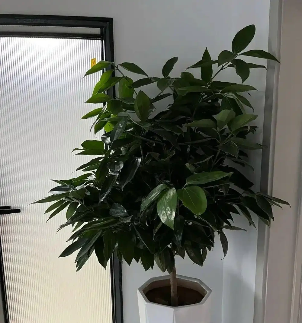 養花20年,5種花一直在被搶著養,好看,吉利,更健康!