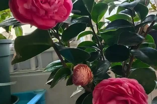 同樣養茶花，為啥別人葉片油綠，你家總幹葉子？8種真實誘因對照自查，少走半年彎路
