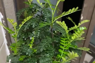 養花20年，5種花一直在被搶著養，好看，吉利，更健康！
