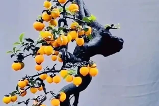 秋季金彈子保姆級養護指南，新手也能養出滿樹紅果
