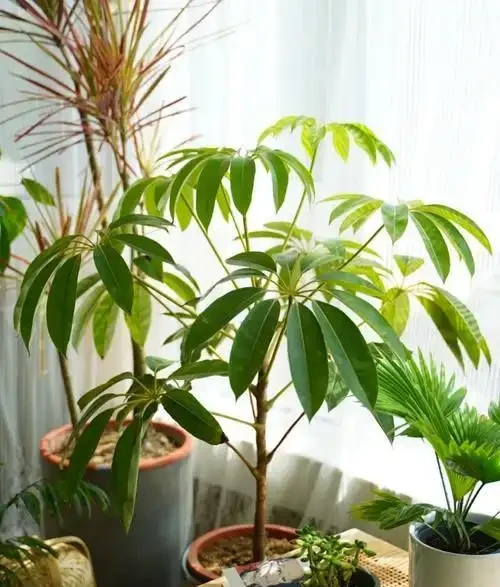 大葉傘黃葉別亂剪！9種真實誘因逐個對照，找對原因葉片重新油綠髮亮
