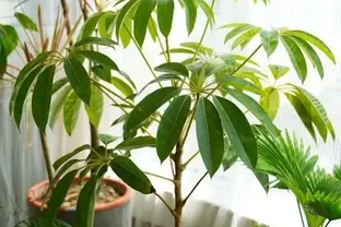 大葉傘黃葉別亂剪！9種真實誘因逐個對照，找對原因葉片重新油綠髮亮