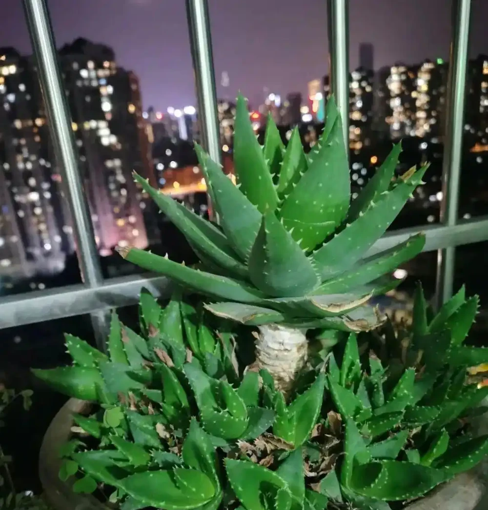 人養花,花養人,養這5盆花養一盆,家裡越養越「乾淨」!