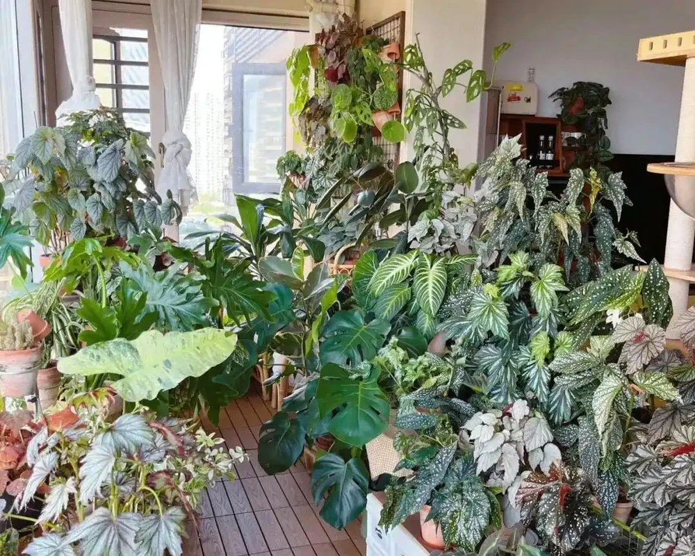 最耐陰的10種花,9-10月開始養,有水就活,不曬太陽也能開花!