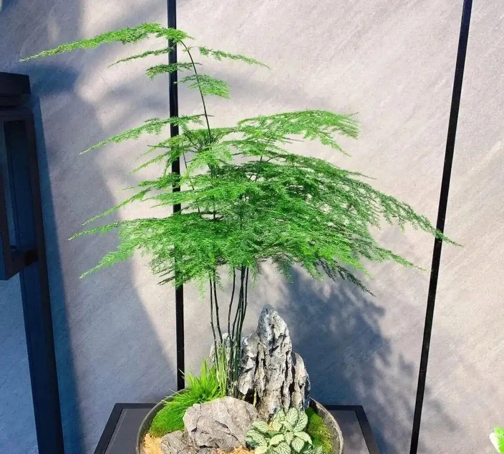人養花,花養人,養這5盆花養一盆,家裡越養越「乾淨」!