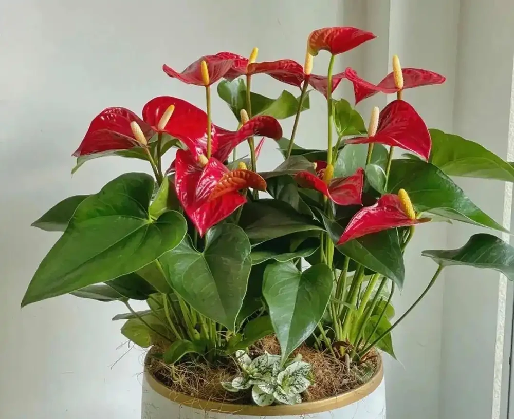 最耐陰的10種花,9-10月開始養,有水就活,不曬太陽也能開花!