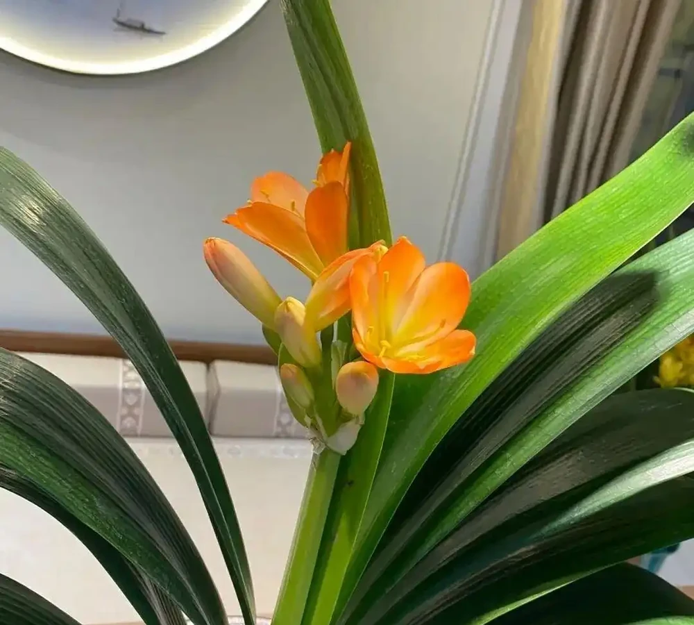 最耐陰的10種花,9-10月開始養,有水就活,不曬太陽也能開花!
