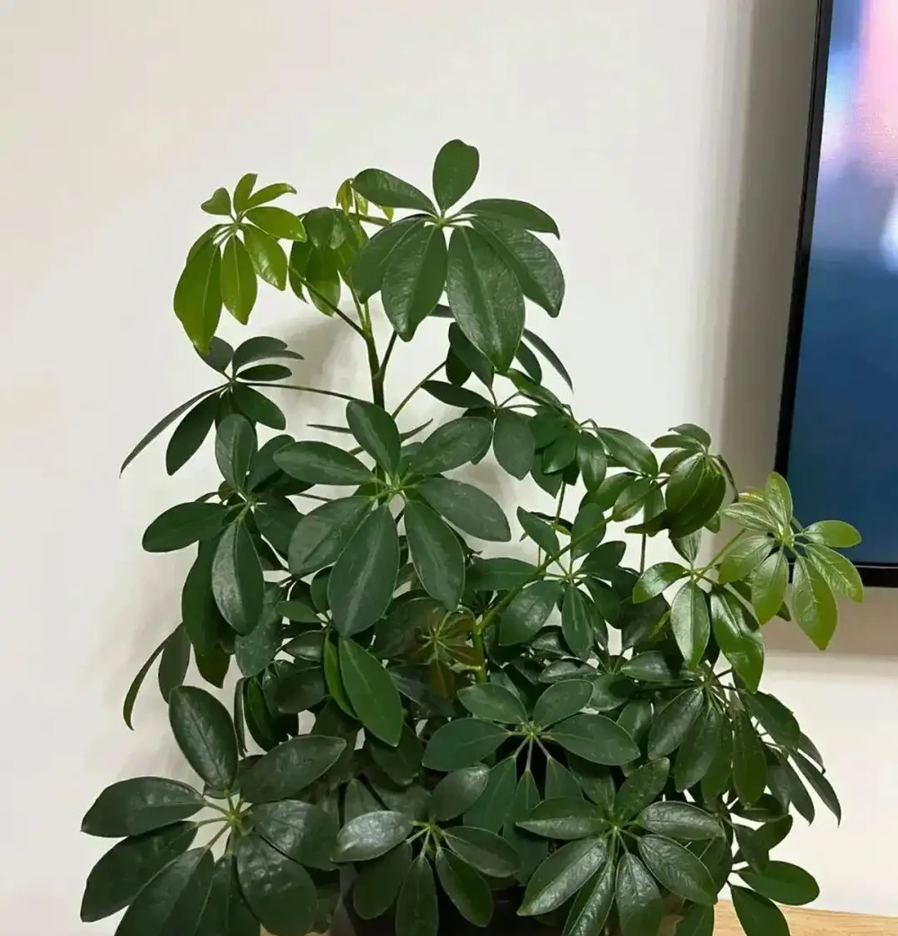 人養花,花養人,養這5盆花養一盆,家裡越養越「乾淨」!
