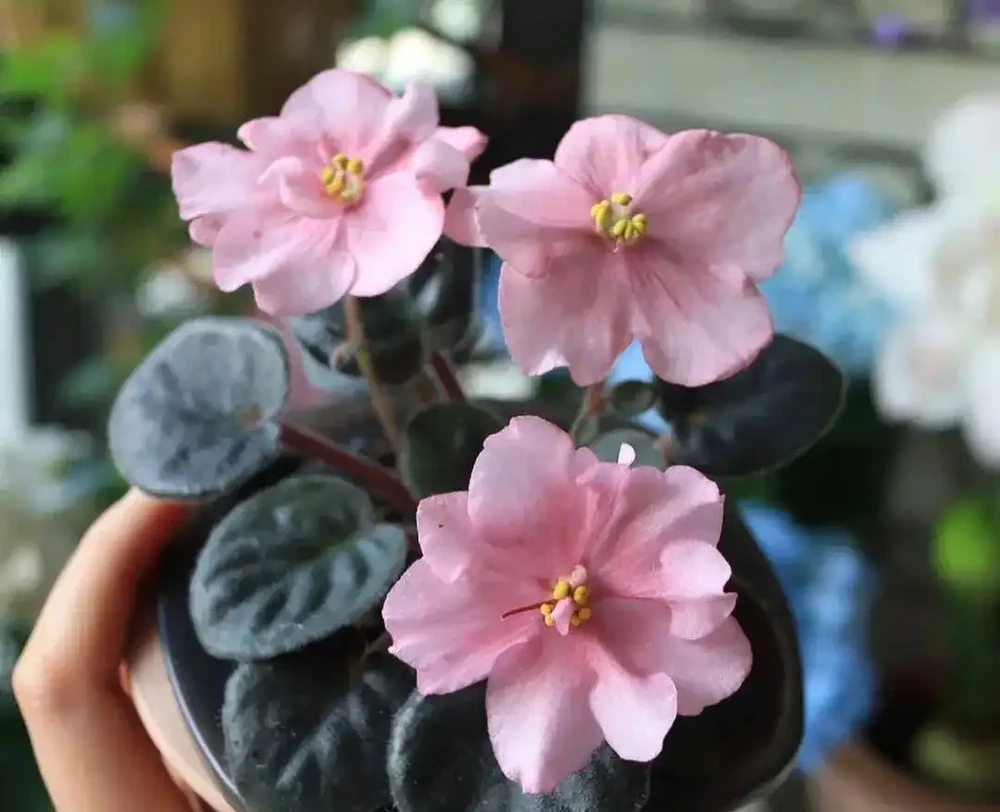 最耐陰的10種花,9-10月開始養,有水就活,不曬太陽也能開花!