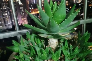 人養花，花養人，養這5盆花養一盆，家裡越養越「乾淨」！