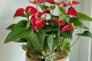 最耐陰的10種花，9-10月開始養，有水就活，不曬太陽也能開花！