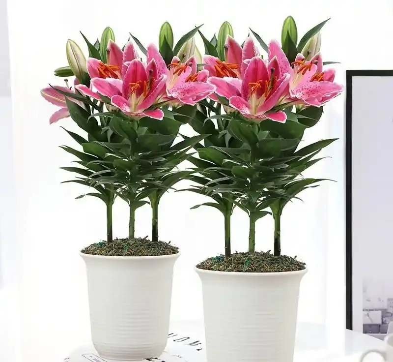 百合花香太濃睡不著？教你延長開花期還減香的妙招，一舉兩得