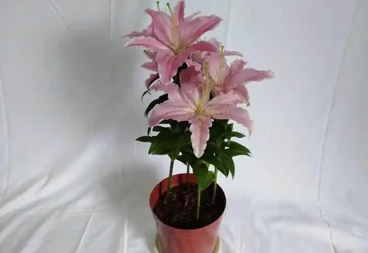 百合花香太濃睡不著？教你延長開花期還減香的妙招，一舉兩得
