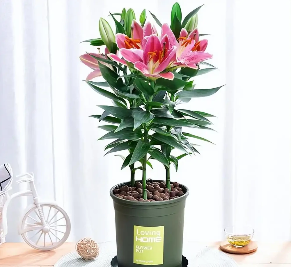 百合花香太濃睡不著？教你延長開花期還減香的妙招，一舉兩得