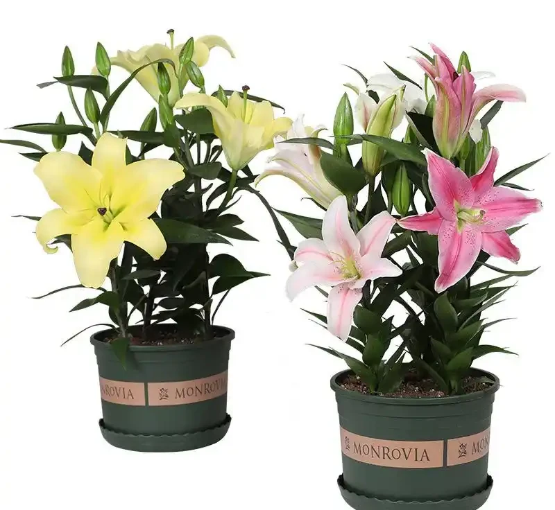 百合花香太濃睡不著？教你延長開花期還減香的妙招，一舉兩得