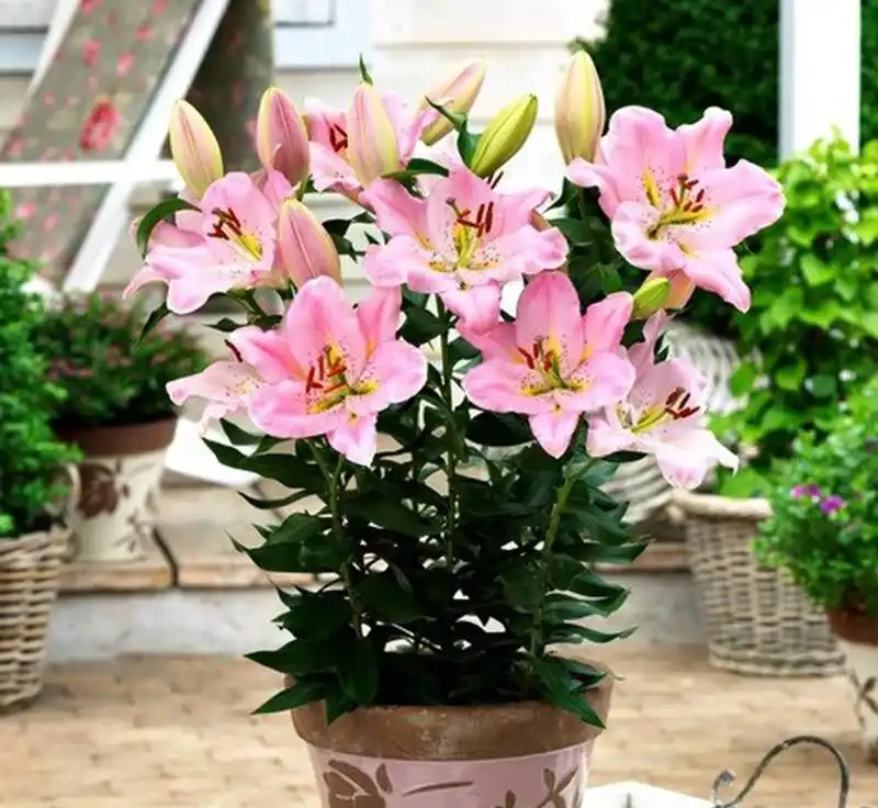 百合花香太濃睡不著？教你延長開花期還減香的妙招，一舉兩得
