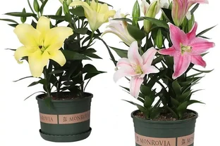 百合花香太濃睡不著？教你延長開花期還減香的妙招，一舉兩得