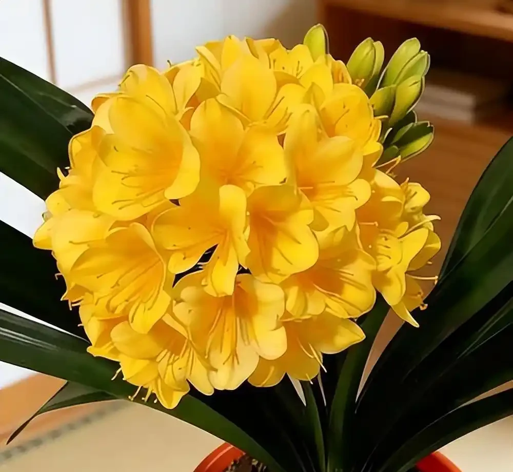 君子蘭施什麼肥容易開花?選對肥料、用對時機,花箭才能冒出來