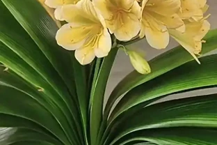 君子蘭施什麼肥容易開花？選對肥料、用對時機，花箭才能冒出來