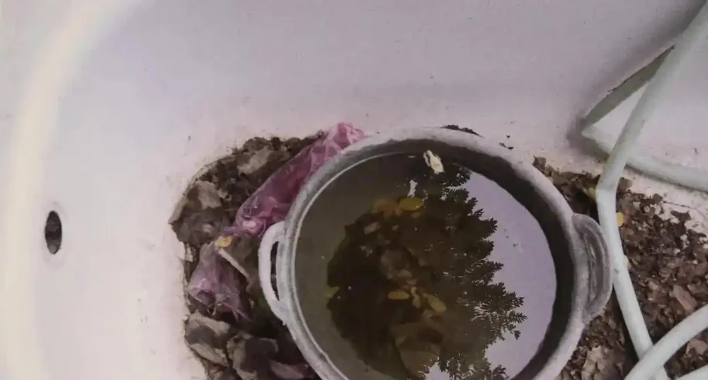 陽臺養了3年黃金葛才明白,澆水前多做這一步,葉子綠得冒油