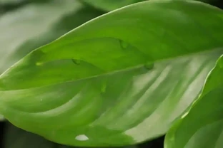 陽臺養了3年黃金葛才明白，澆水前多做這一步，葉子綠得冒油