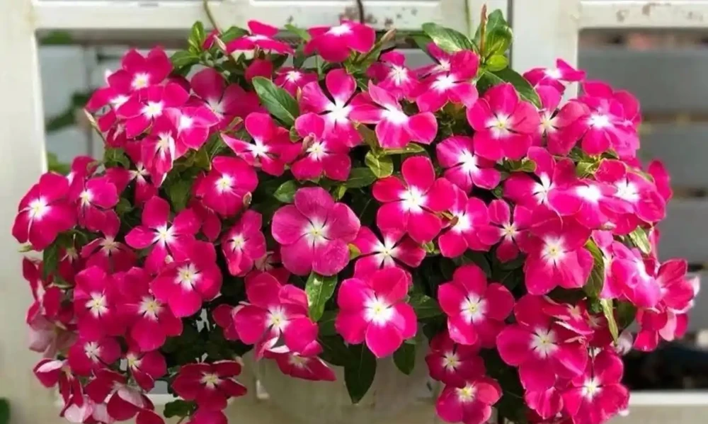 4款四季常開的花,輕鬆把陽臺打造成花海,隔壁鄰居都羨慕不已