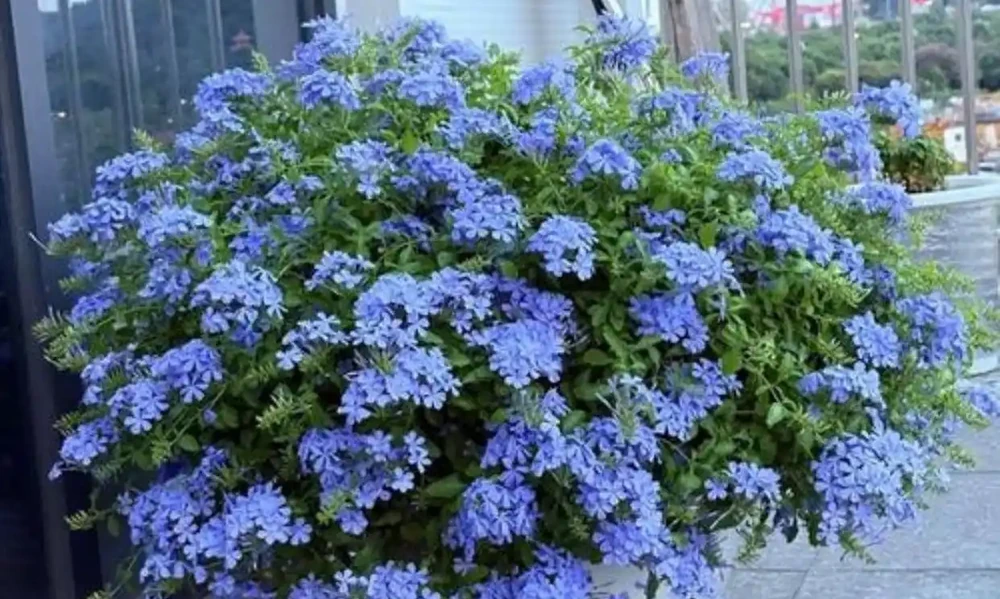 4款四季常開的花,輕鬆把陽臺打造成花海,隔壁鄰居都羨慕不已