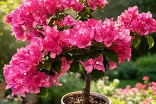 4款四季常開的花，輕鬆把陽臺打造成花海，隔壁鄰居都羨慕不已