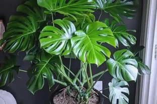 龜背芋的「5喜5怕」，老花匠總結好了，照著做，輕鬆養出開背大葉片。