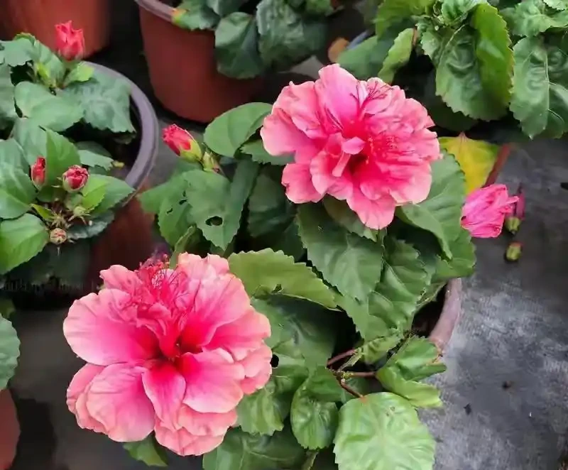 40度高溫都曬不蔫,還能開夠300天?這7種「洋氣花」簡直是夏天養花的福音