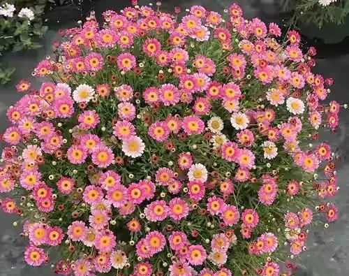 40度高溫都曬不蔫,還能開夠300天?這7種「洋氣花」簡直是夏天養花的福音