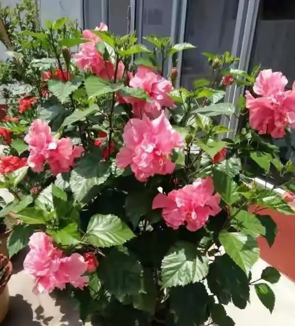 40度高溫都曬不蔫,還能開夠300天?這7種「洋氣花」簡直是夏天養花的福音