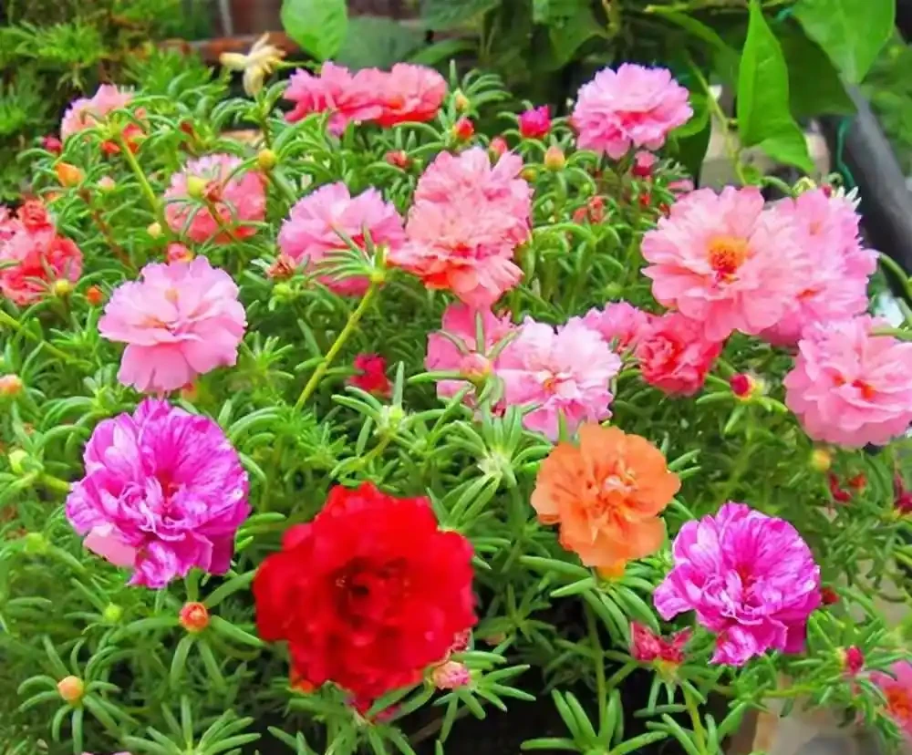 40度高溫都曬不蔫,還能開夠300天?這7種「洋氣花」簡直是夏天養花的福音