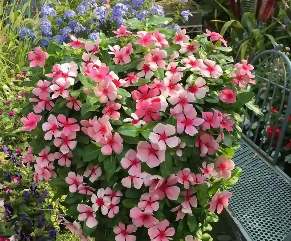 40度高溫都曬不蔫,還能開夠300天?這7種「洋氣花」簡直是夏天養花的福音
