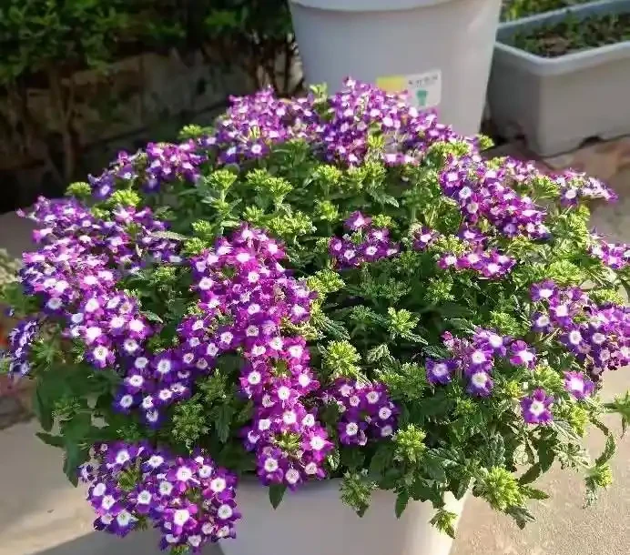 40度高溫都曬不蔫,還能開夠300天?這7種「洋氣花」簡直是夏天養花的福音