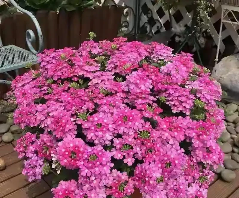 40度高溫都曬不蔫,還能開夠300天?這7種「洋氣花」簡直是夏天養花的福音