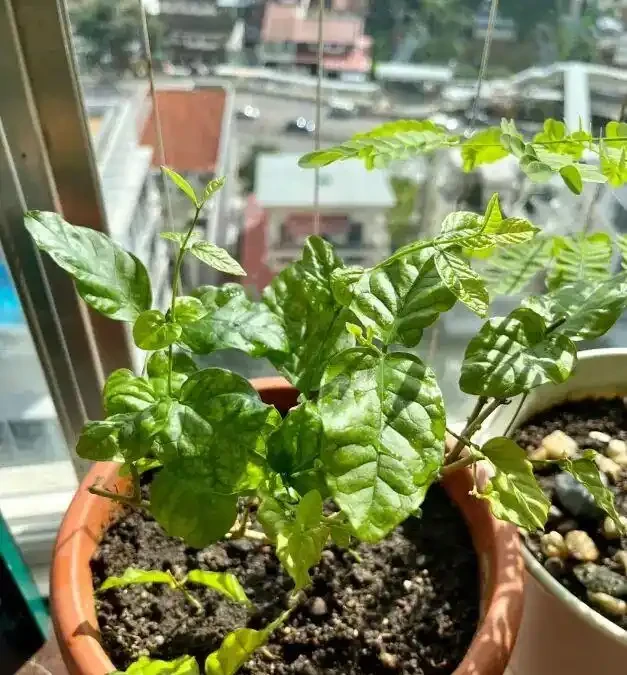 被忽視的牛糞肥,低價且好用,拌土養花,肥料足生長快!