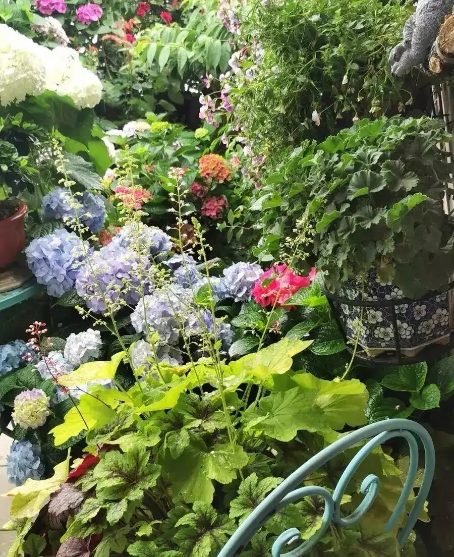 被忽視的牛糞肥,低價且好用,拌土養花,肥料足生長快!