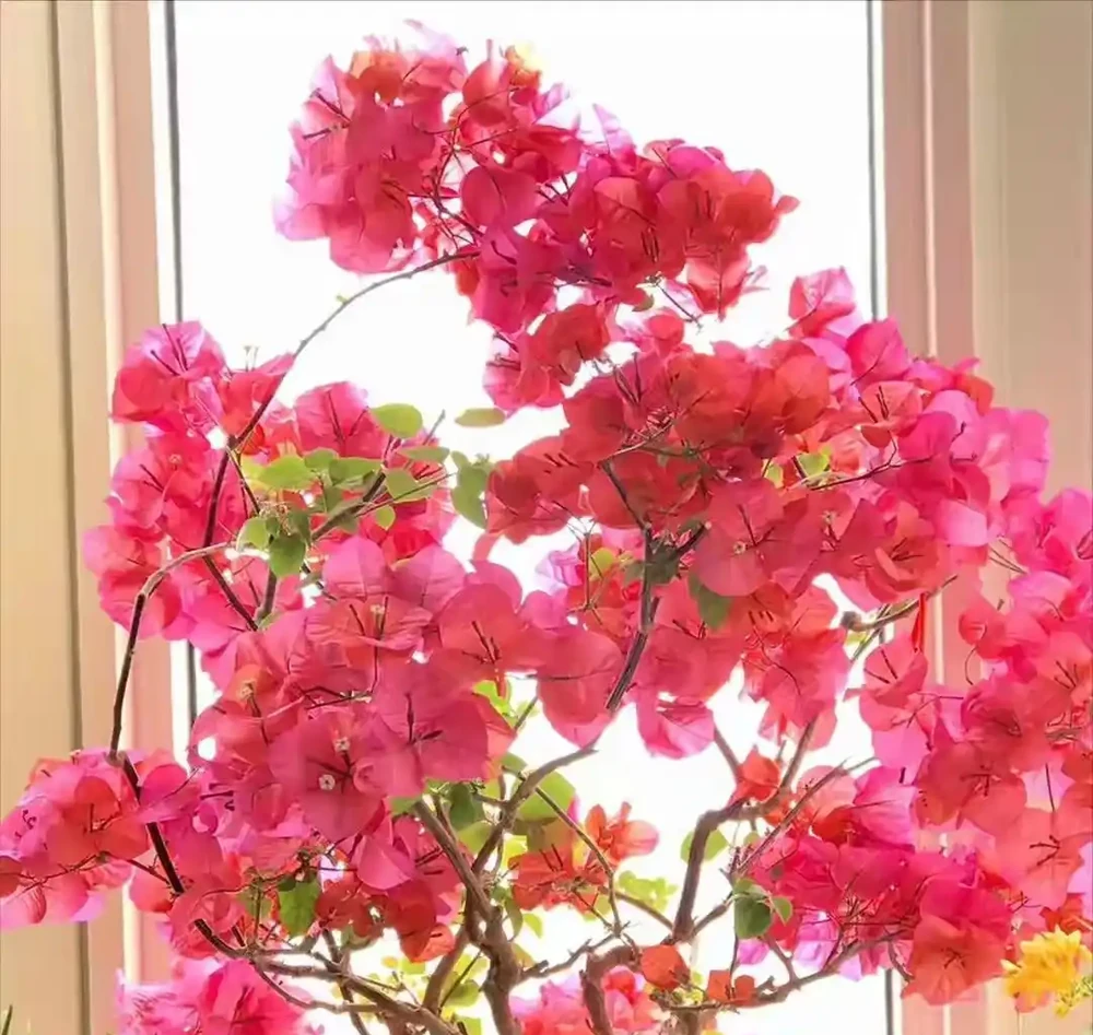 40度高溫都曬不蔫,還能開夠300天?這7種「洋氣花」簡直是夏天養花的福音