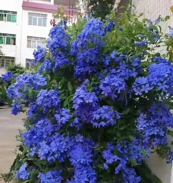 40度高溫都曬不蔫,還能開夠300天?這7種「洋氣花」簡直是夏天養花的福音