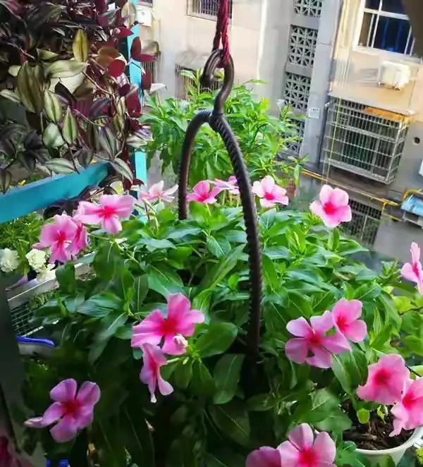 40度高溫都曬不蔫,還能開夠300天?這7種「洋氣花」簡直是夏天養花的福音