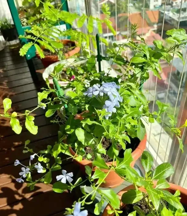 被忽視的牛糞肥,低價且好用,拌土養花,肥料足生長快!