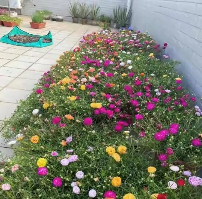 40度高溫都曬不蔫,還能開夠300天?這7種「洋氣花」簡直是夏天養花的福音