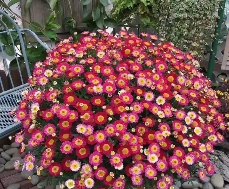 40度高溫都曬不蔫,還能開夠300天?這7種「洋氣花」簡直是夏天養花的福音