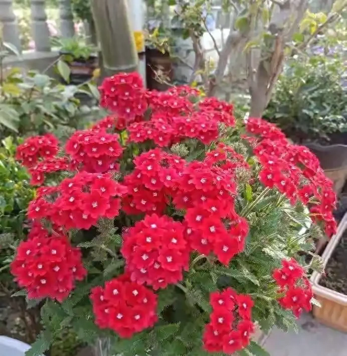 40度高溫都曬不蔫,還能開夠300天?這7種「洋氣花」簡直是夏天養花的福音