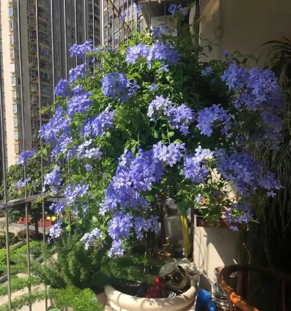 40度高溫都曬不蔫,還能開夠300天?這7種「洋氣花」簡直是夏天養花的福音