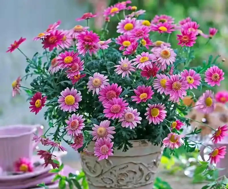 40度高溫都曬不蔫,還能開夠300天?這7種「洋氣花」簡直是夏天養花的福音