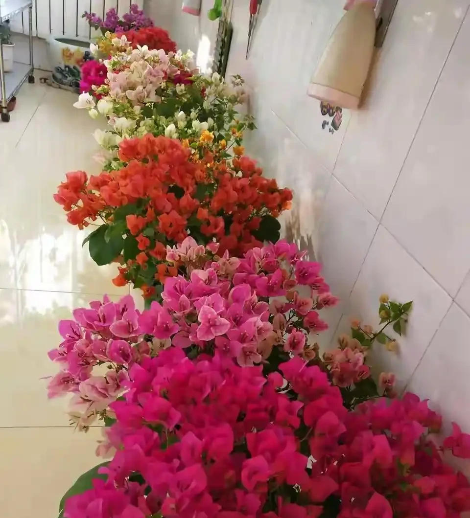 40度高溫都曬不蔫,還能開夠300天?這7種「洋氣花」簡直是夏天養花的福音