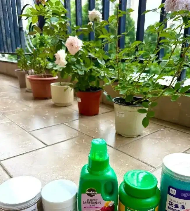 被忽視的牛糞肥,低價且好用,拌土養花,肥料足生長快!