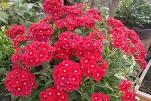 40度高溫都曬不蔫，還能開夠300天？這7種「洋氣花」簡直是夏天養花的福音